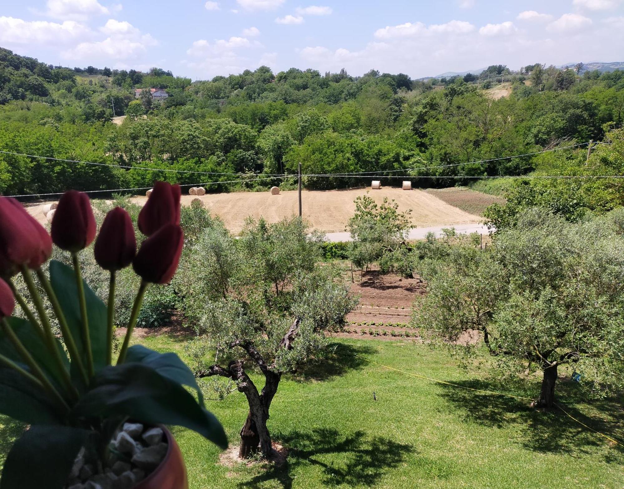 Bed and Breakfast Al Boschetto Melizzano Zewnętrze zdjęcie